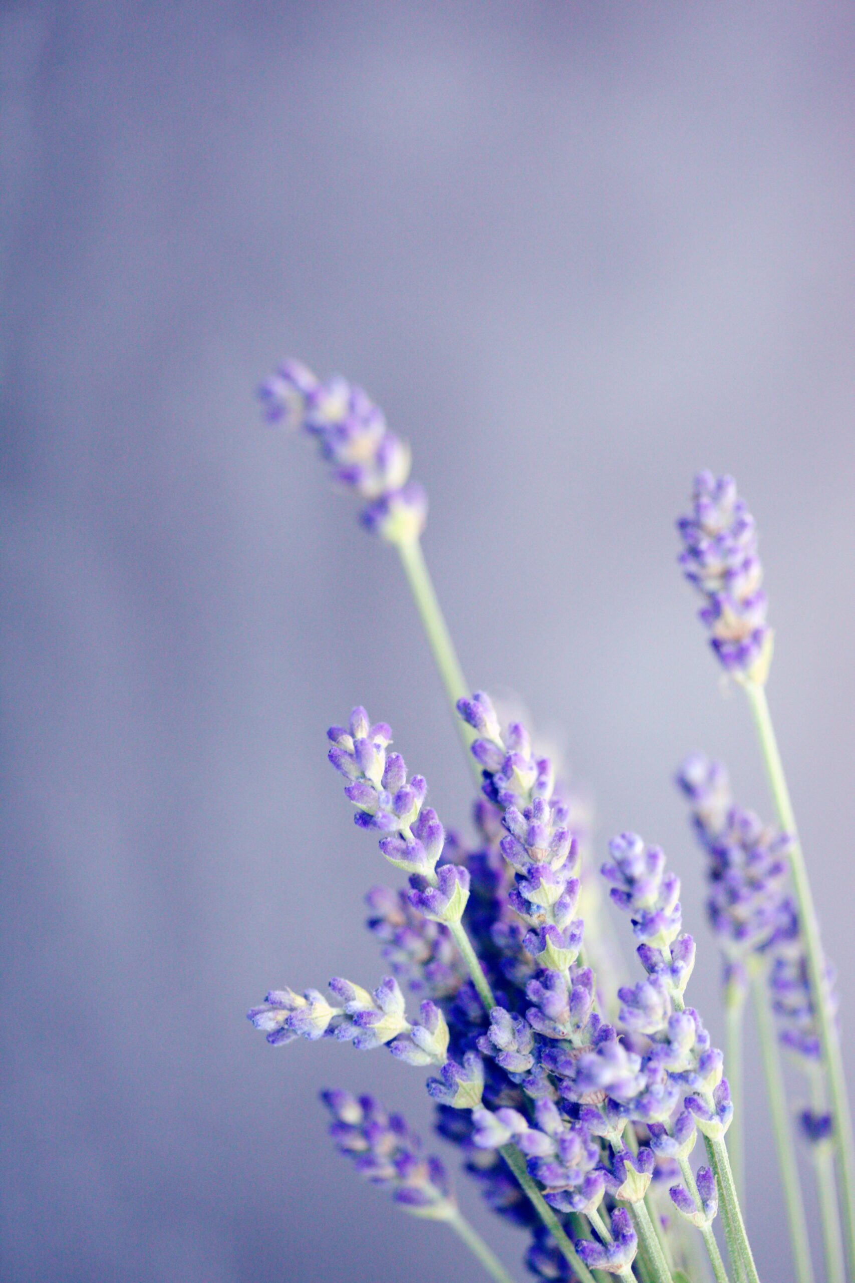Ritual Hour Incense Sticks - Handcrafted - Lavender Blends - Image 8